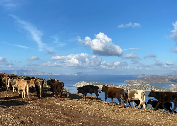 Suna House Pensjonat 4*