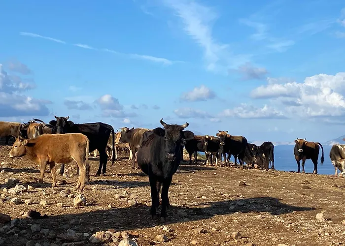 Suna House Pensjonat